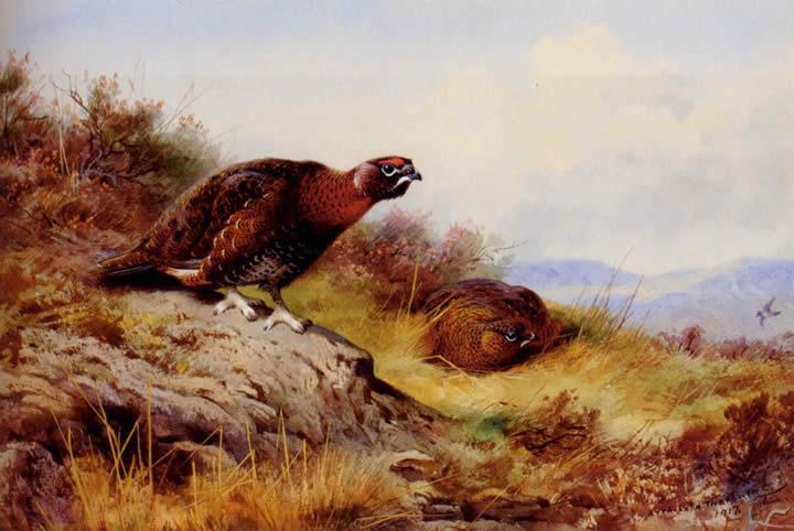 Archibald Thorburn Red Grouse On The Moor